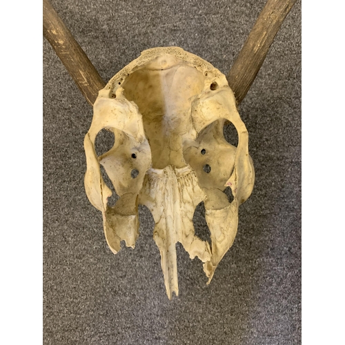 23 - An unmounted deer skull with antlers, approx. 29