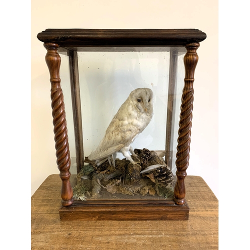 217 - An oak cased and glazed taxidermy study of a barn owl in a naturalistic setting, barley twist column... 