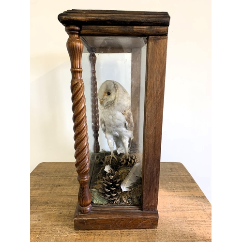 217 - An oak cased and glazed taxidermy study of a barn owl in a naturalistic setting, barley twist column... 