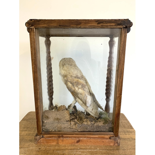 217 - An oak cased and glazed taxidermy study of a barn owl in a naturalistic setting, barley twist column... 