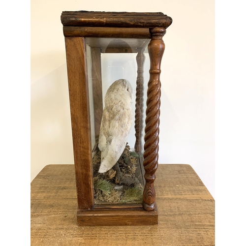 217 - An oak cased and glazed taxidermy study of a barn owl in a naturalistic setting, barley twist column... 