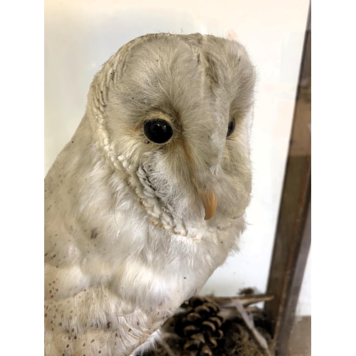 217 - An oak cased and glazed taxidermy study of a barn owl in a naturalistic setting, barley twist column... 