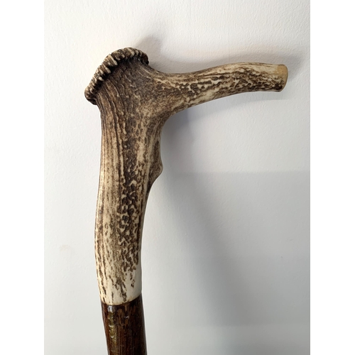 305 - A tall stag antler handle walking cane, 56