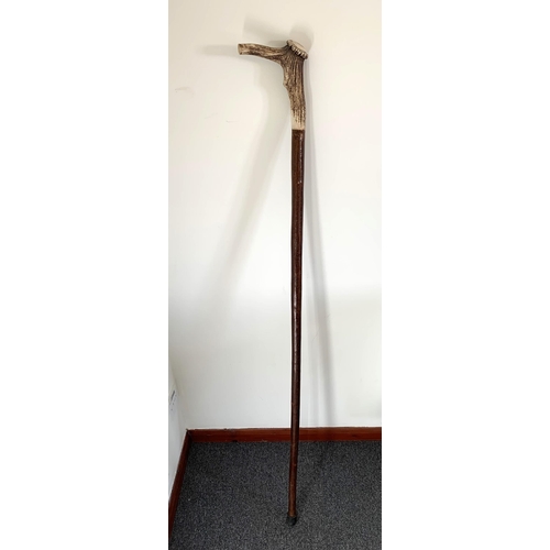 305 - A tall stag antler handle walking cane, 56