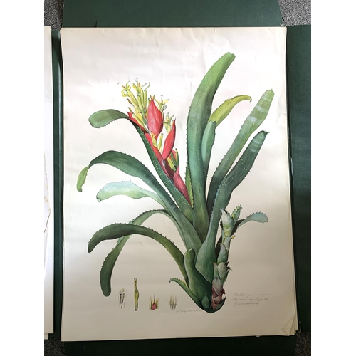 195 - A part filled folio of limited edition prints by Margaret Mee, Brazilian Bromeliads, produced in a l... 