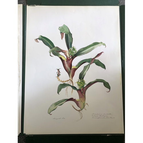 195 - A part filled folio of limited edition prints by Margaret Mee, Brazilian Bromeliads, produced in a l... 