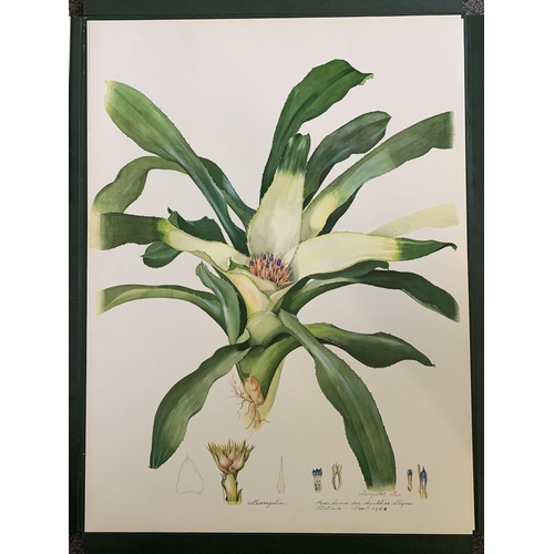 85 - A limited edition portfolio of prints by Margaret Mee, Brazilian Bromeliads, produced in a limited r... 