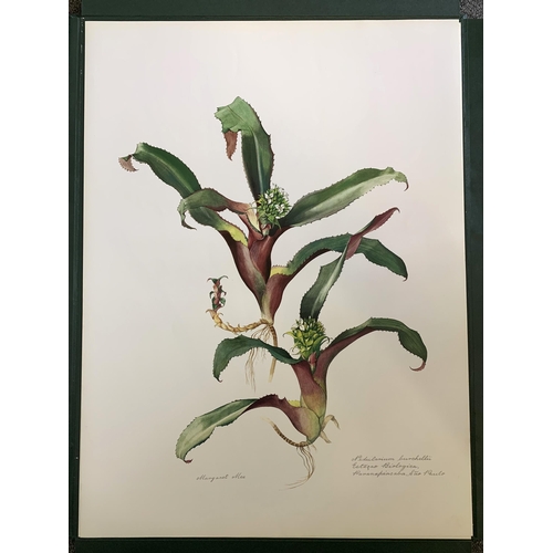 85 - A limited edition portfolio of prints by Margaret Mee, Brazilian Bromeliads, produced in a limited r... 