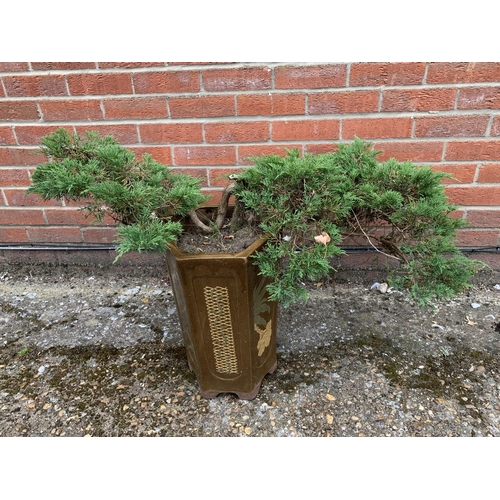 404 - An Oriental style garden pot with Bonsai style conifer plant