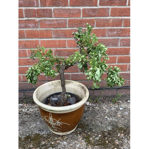 405 - An Oriental style garden pot with Bonsai style conifer plant