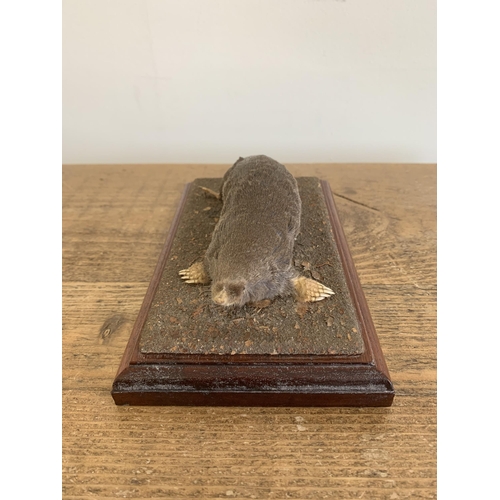 51 - A vintage taxidermy mole mounted on a wood and naturalistic base, 7 1/4