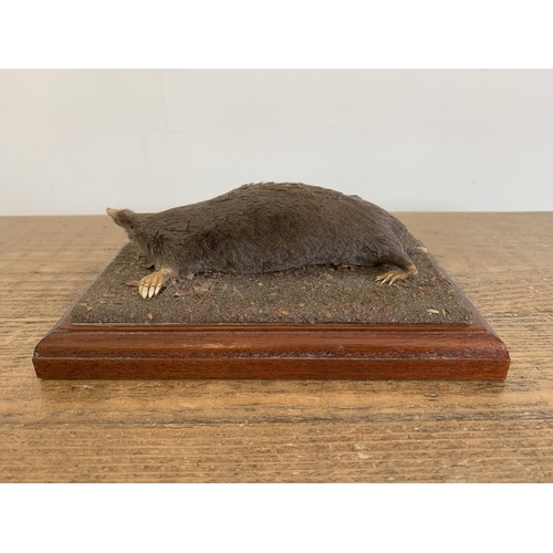 51 - A vintage taxidermy mole mounted on a wood and naturalistic base, 7 1/4