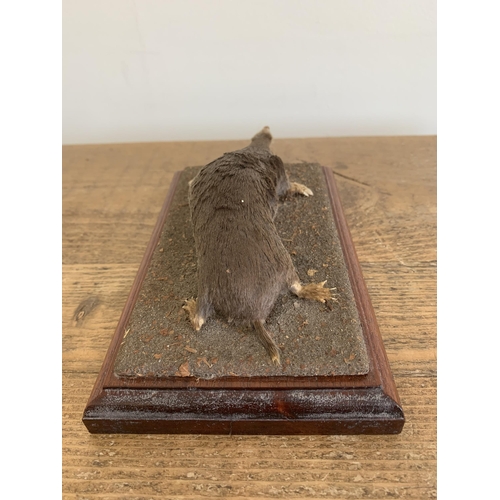 51 - A vintage taxidermy mole mounted on a wood and naturalistic base, 7 1/4