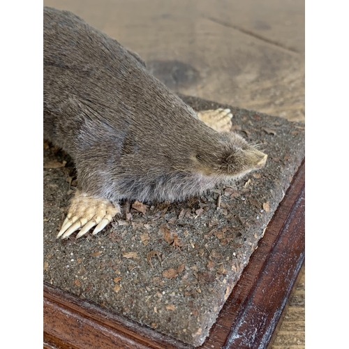 51 - A vintage taxidermy mole mounted on a wood and naturalistic base, 7 1/4