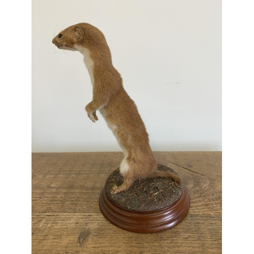 52 - A vintage taxidermy stoat mounted on a wood and naturalistic base, approx. 9