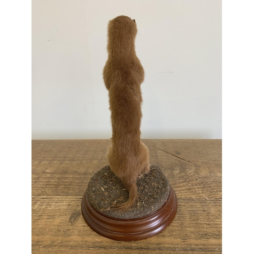 52 - A vintage taxidermy stoat mounted on a wood and naturalistic base, approx. 9