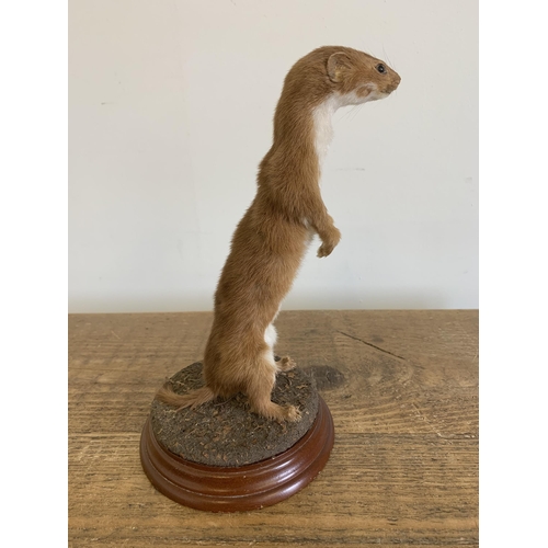 52 - A vintage taxidermy stoat mounted on a wood and naturalistic base, approx. 9