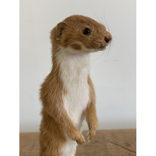 52 - A vintage taxidermy stoat mounted on a wood and naturalistic base, approx. 9