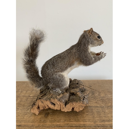 53 - A vintage taxidermy grey squirrel on wood bark base, 8 3/4