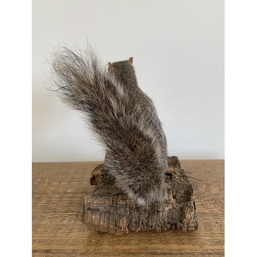 53 - A vintage taxidermy grey squirrel on wood bark base, 8 3/4