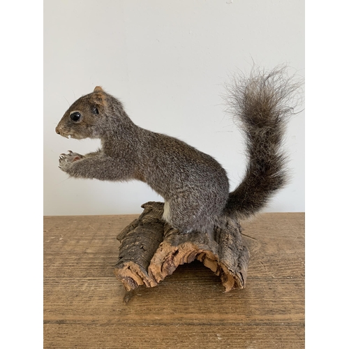 53 - A vintage taxidermy grey squirrel on wood bark base, 8 3/4