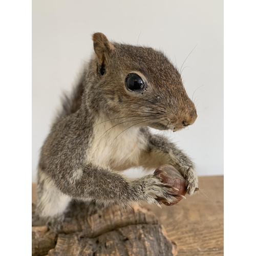 53 - A vintage taxidermy grey squirrel on wood bark base, 8 3/4