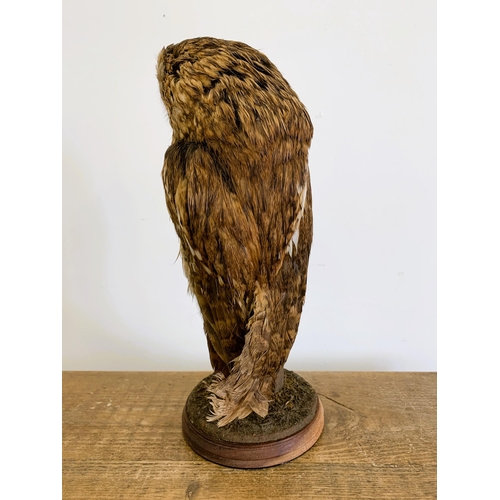 54 - A vintage taxidermy tawny owl with a mouse in his claw, mounted on a wood and naturalistic base, app... 