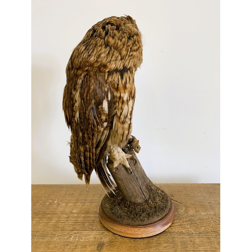 54 - A vintage taxidermy tawny owl with a mouse in his claw, mounted on a wood and naturalistic base, app... 