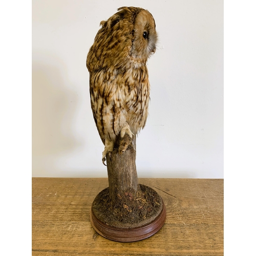 54 - A vintage taxidermy tawny owl with a mouse in his claw, mounted on a wood and naturalistic base, app... 