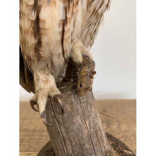 54 - A vintage taxidermy tawny owl with a mouse in his claw, mounted on a wood and naturalistic base, app... 