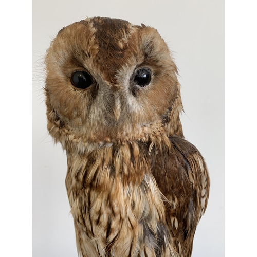 54 - A vintage taxidermy tawny owl with a mouse in his claw, mounted on a wood and naturalistic base, app... 