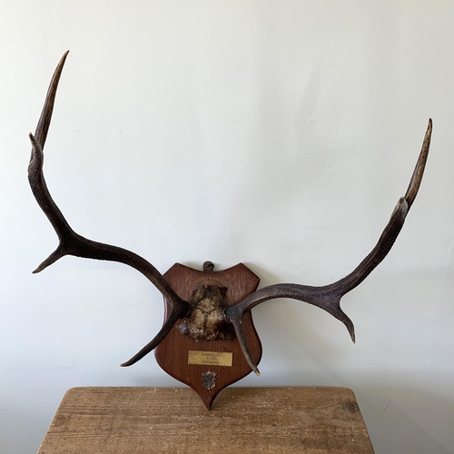 195 - A stag head antlers on a shield, plaque reads 'Jagerschaft German for Shooting Prize, Dated 4/7/1939... 