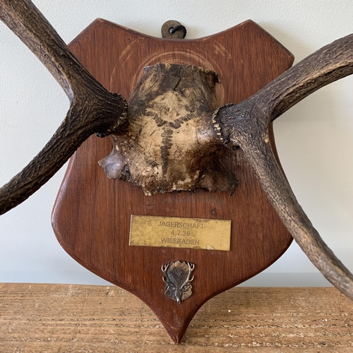 195 - A stag head antlers on a shield, plaque reads 'Jagerschaft German for Shooting Prize, Dated 4/7/1939... 