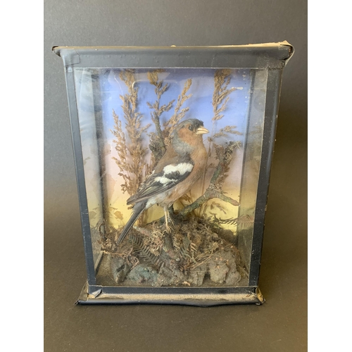 221 - A cased taxidermy study of a chaffinch in a naturalistic setting, 9