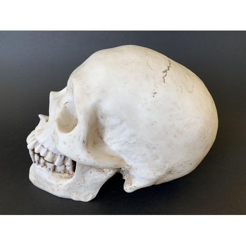 265 - An ornamental resin human skull with hinged jaw, used for sketching or display, approx. 7