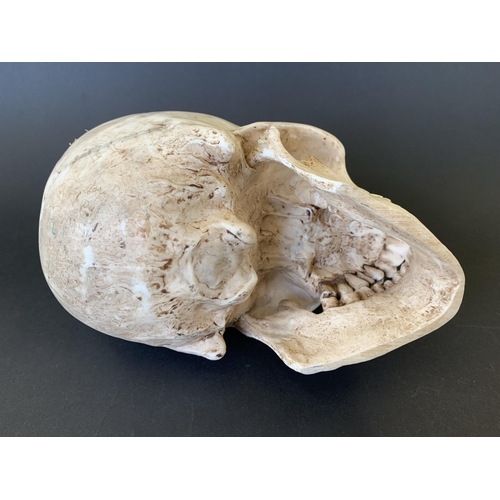 265 - An ornamental resin human skull with hinged jaw, used for sketching or display, approx. 7