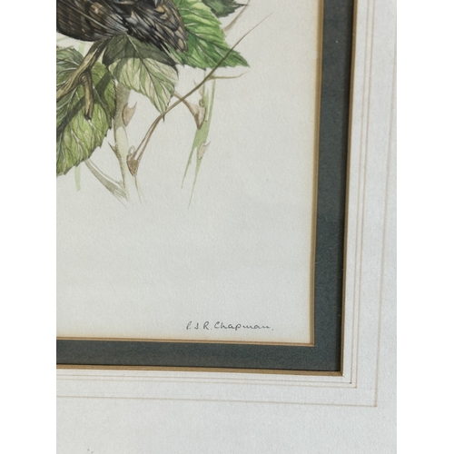 414 - Two framed and glazed watercolour of birds, one signed P J R Chapman, 5 1/2