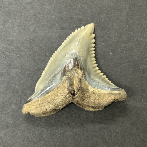 383 - A fossil tooth, possibly from a snaggletooth shark, approx. 1 3/4