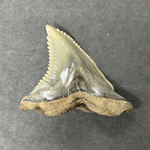 383 - A fossil tooth, possibly from a snaggletooth shark, approx. 1 3/4