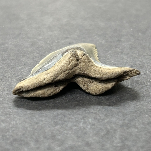 383 - A fossil tooth, possibly from a snaggletooth shark, approx. 1 3/4