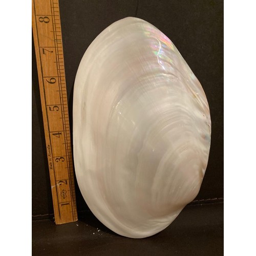 302 - Decorative Mother of Pearl shell