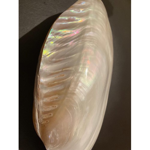 302 - Decorative Mother of Pearl shell