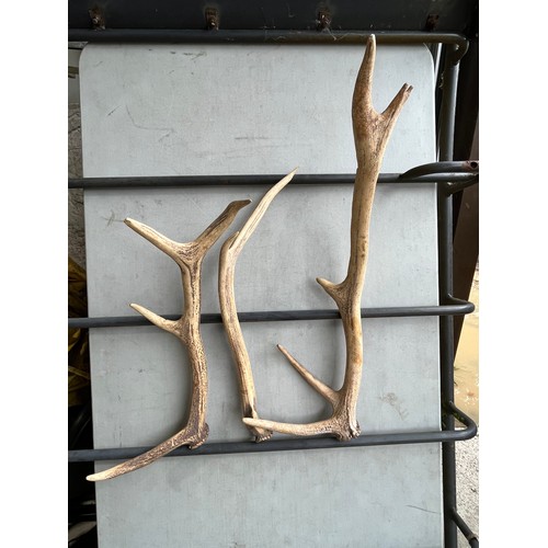 884 - Red deer single antlers