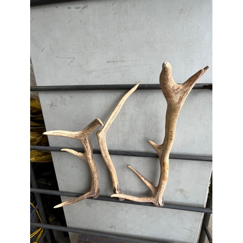 884 - Red deer single antlers