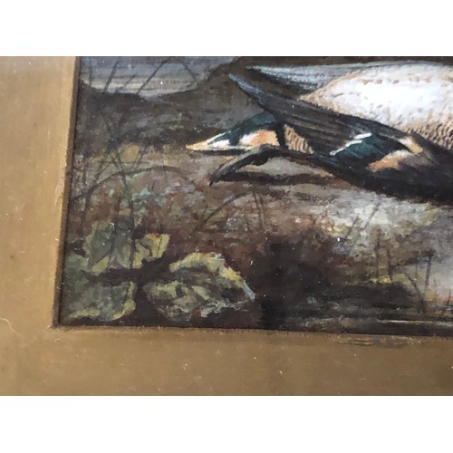 918 - Signed oil painting of a Teal duck by Henry Grant.
Offered for sale by Henrys Great granddaughter.
H... 