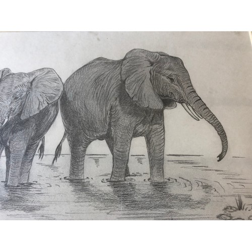 920 - Elephant sketch by Kathryn Harvey a nature inspired painter and live near Lampeter in West Wales