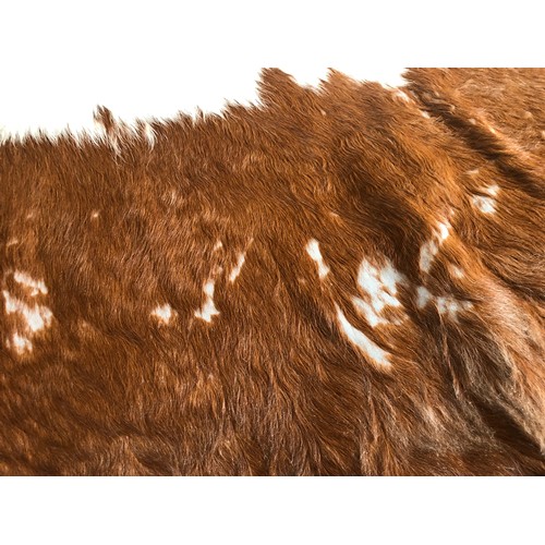 925 - Superb Longhorn Bull hide rug approx 8