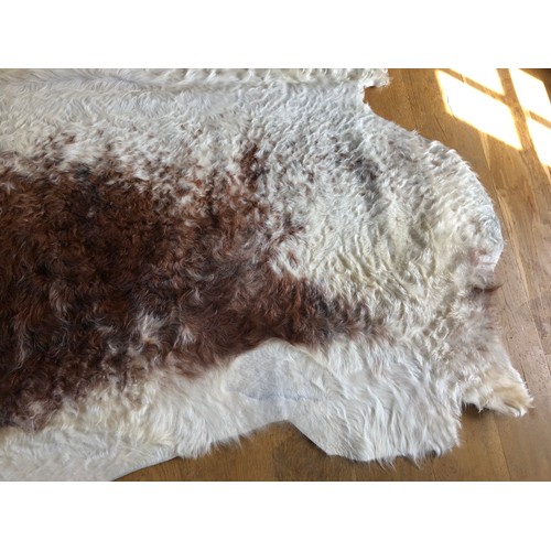 928 - Superb Longhorn Bull hide rug approx 8