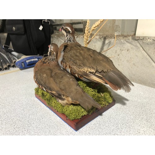 1101 - Pair of Taxidermy Red Legged Partridges