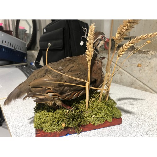 1101 - Pair of Taxidermy Red Legged Partridges